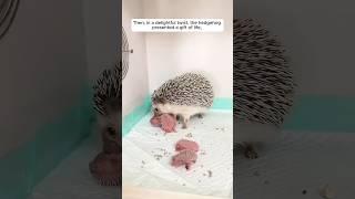 A couple rescued a hedgehog in distressed #shorts