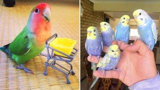 Baby Animals  Funny Parrots and Cute Birds Compilation (2021) Loros Adorables Recopilación #2