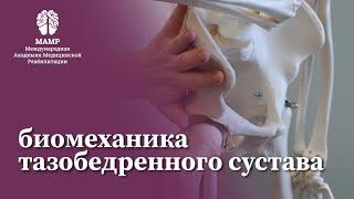 Биомеханика тазобедренного сустава. Курсы для врачей от МАМР