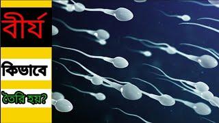 বীর্য কিভাবে তৈরি হয় ? How semen produced ?