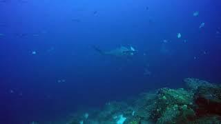 Giant hammerhead being cleaned by tiny little barber fish-wolf island, Galápagos Islands