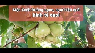 Đỗ Trương chia sẽ giống mận XANH ĐƯỜNG ngon, ngọt HIỆU QUẢ KINH TẾ! đang nói tắt ngang hihi xin lỗi