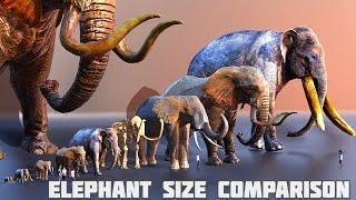 Elephants size comparison | mammoth  size comparison 