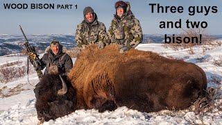 Double Trouble Wood Bison in the Yukon Part 1 I Greg McHale's Wild Yukon