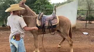 “À Incrível transformação da Linda Mula Ruana: De Rebelde a Excelente Companheira!”