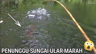 IKAN MENYAMBAR, DISAMBAR LAGI .. SEBENARNYA ADA APA INI ....