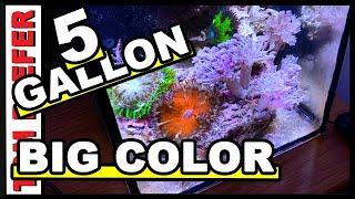 10 GALLON NANO REEF - ALGAE I'VE NEVER SEEN BEFORE ? - 5 GALLON XENIA EXPLOSION