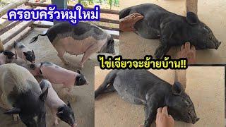 เตรียมพาสมาชิกใหม่น้องไข่เจียว จากบ้านสวนลุงเต่าไปอยู่วังปู่