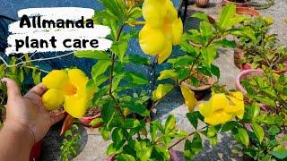 Allmanda Plant Care tips / flowering plant / Permanent flowering plant / Nature lover vinno