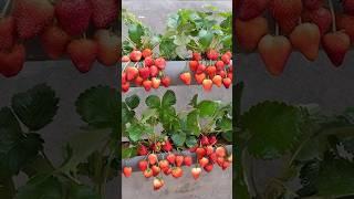 Just 1 water pipe, You can grow super fruit hanging strawberries #grow #garden #shorts #farming
