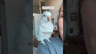 She immediately knew  #quakerparrot #birds #parrot #rescue #baconpancakes