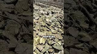 Nopales for Fertilization (@Alvaro Perez)