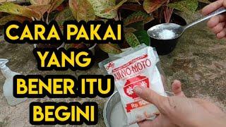 CARA PAKAI PUPUK MICIN UNTUK TANAMAN HIAS DAN AGLONEMA bagi pemula