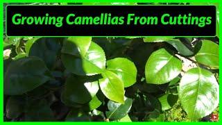 How to Grow / Propagate Camellias from Cuttings