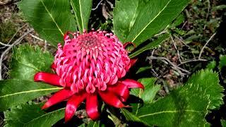 Waratah-Flowers