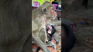 #Animakey#Mom&baby#lovelymonkey#babysocute#viral#animals#youtube#shorts#like#Subscribe#