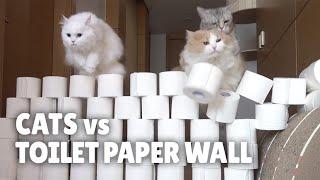 Cats vs Toilet Paper Wall | Kittisaurus