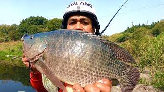 Mancing Ikan Nila Babon Liar Di spot Sungai Besar Sampai Kuwalahan || Coba Racikan Umpan Jitu Ini