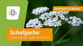 Schafgarbe: Zierpflanze oder Unkraut?