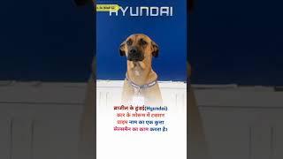 Brazil hyundia company sales man is dog _you dont know_#shorts