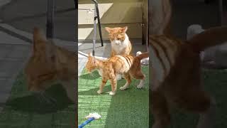 РЫЖИЕ КОТИКИ БОКС РАЗБОРКИ В #АНАПЕ