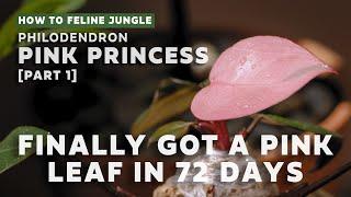 Pink Princess Philodendron Gets MORE PINK! [Part 1] | Propagation & Air Layering l Plant Care Tips