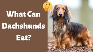 What can Dachshunds Eat and can’t Eat? | The Ultimate Guide |