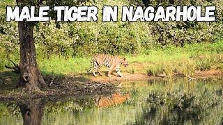 Tracking The Tiger at Nagarhole Tiger Reserve | #wildlife #nagarholenationalpark #tiger