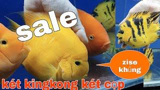 SALE CÁ KÉT KINGKONG, KÉT CỌP, GIÁ SIÊU RẺ. @CÁ KIỂNG.VN