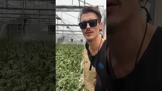 Cannabis in Thailand