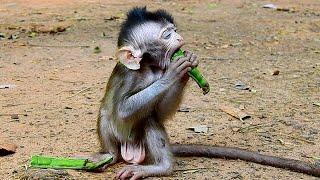 Look so hungry this poor baby monkey , mom not allow milk and left him alone