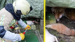 ABSOLUTE EMERGENCY: This injured fox needs help immediately!