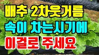 김장배추 2차 웃거름 속이 차는 시기에 이것으로주면 속이 꽉차고 깨끗해요