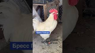 Куры Бресс Гальцы купить инкубационное яйцо Хитрук Елена Украина