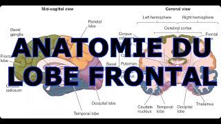 ANATOMIE DU LOBE FRONTAL