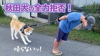 秋田犬のイヤイヤはびくともしない｜PECO