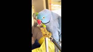 Peekoo the Ringneck Parrot Says Peekaboo! | Adorable Talking Parrot Moment | Talking & Eating Food