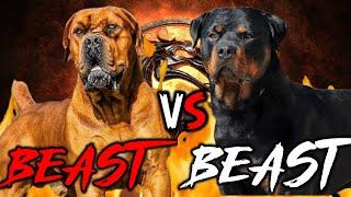 Boerboel vs Rottweiler | Rottweiler vs Boerboel | Powerful Guard Dog? | Billa Boyka |