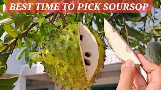 Best time to pick  Harvest and eat a soupsop / guyabano