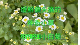 缓解偏头痛的神奇小草feverfew小白菊