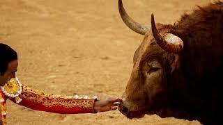 THE LONELY BULL