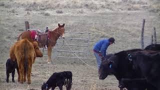 Murdock-Spring Calving 2018