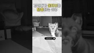 프로탈출러 #유기견임보