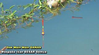 Heboh..!mancing di gorong gorong dapat ikan nila liar besar jadi tontonan warga