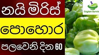 නයි මිරිස් වගාවට මුල් මාස දෙක තුළ පොහොර දාන විදිය /fertilizer for Scotch bonnet /Ceylon Survival