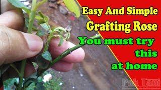 Easy and Simple To Grafting Rose by Grafting Examples