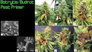 Bud Rot / Botrytis | Zenthanol IPM Series