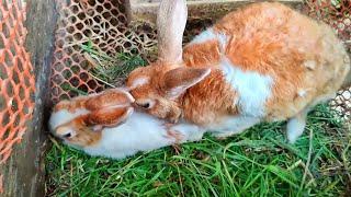 Rabbit Mating Sounds