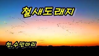 수천수만 마리의 철새들 (추수가끝나면 떨어진볍씨를먹기위해 날라옵니다)