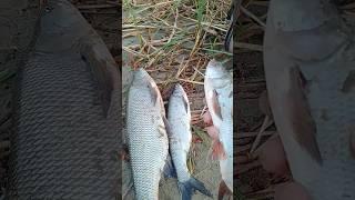 жерех на речке, ловля жереха, spring fishing on the river